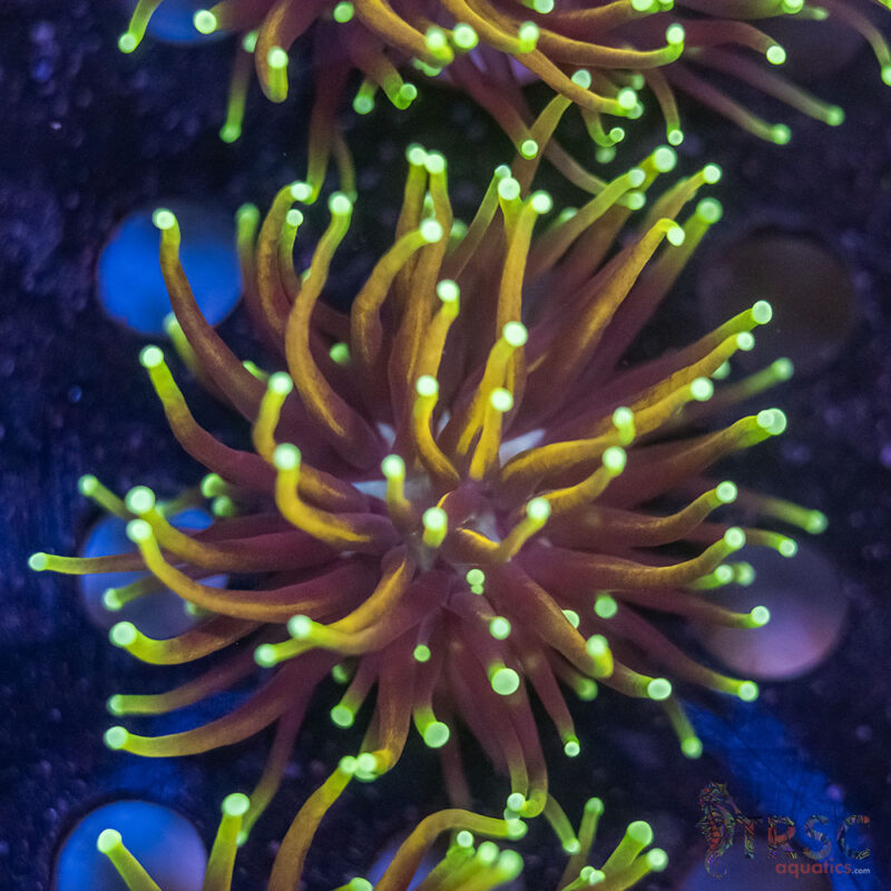 TRSC Aquatics