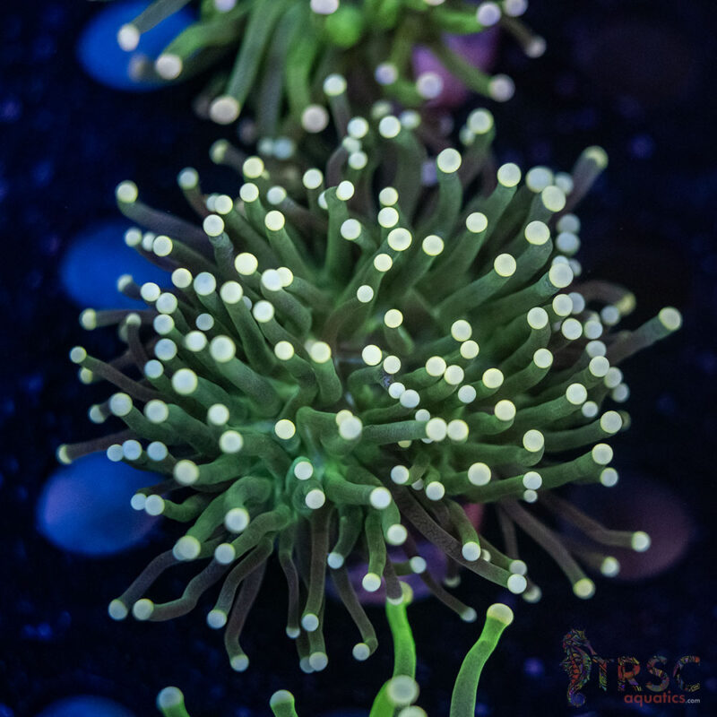 TRSC Aquatics