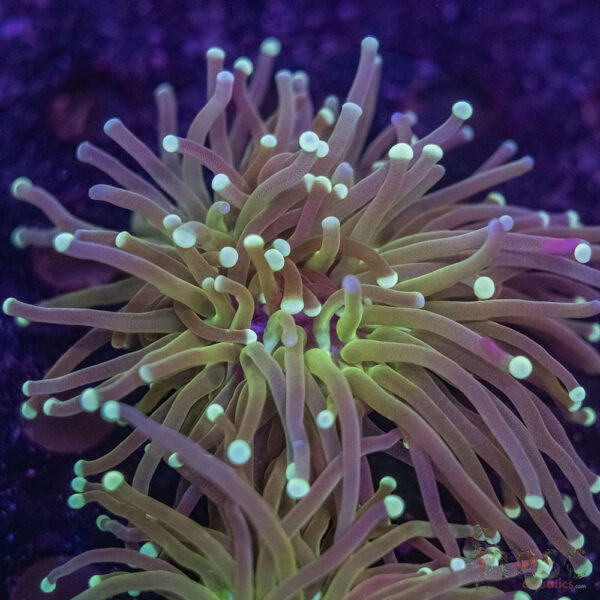 Green Torch B10