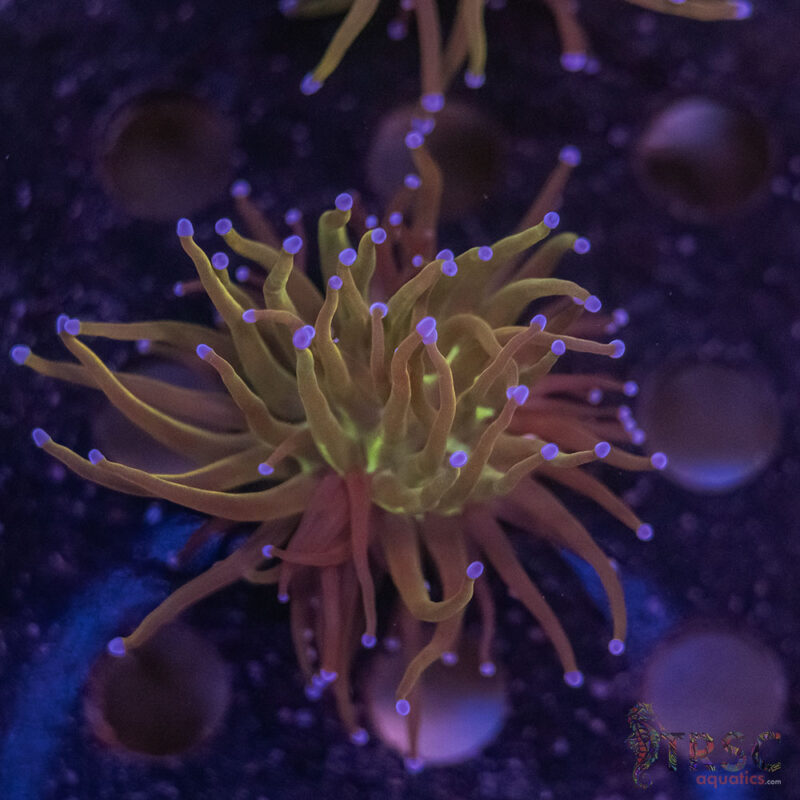 TRSC Aquatics