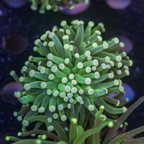 Green Torch D09