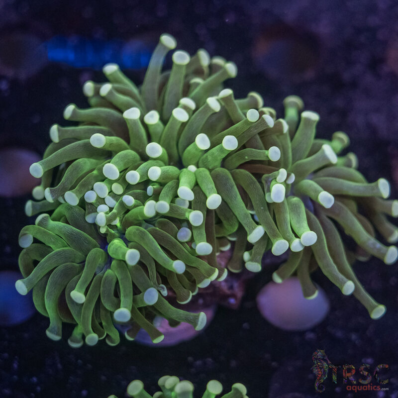TRSC Aquatics