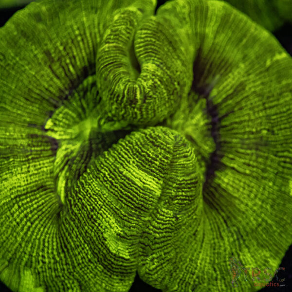 Green/Yellow Welso A02