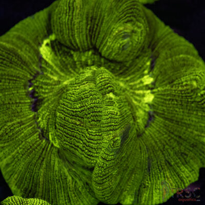 Green/Yellow Welso B03