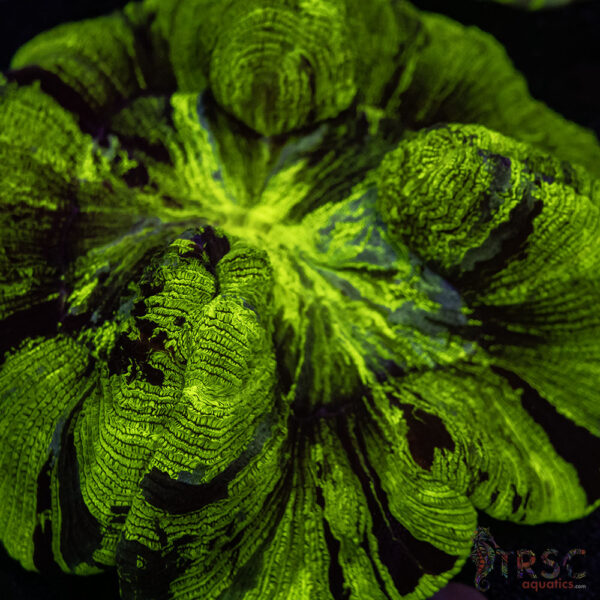 Green/Yellow Welso A04