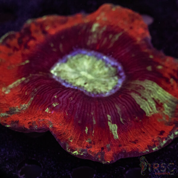 Red Splatter B04