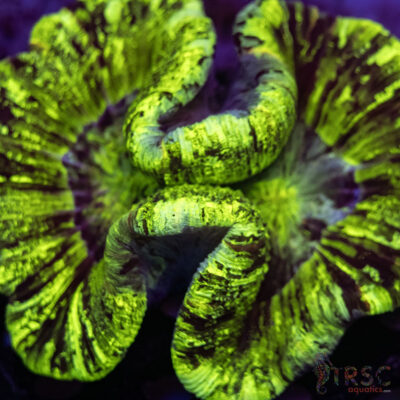 Green/Yellow Welso B01