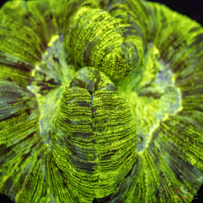 Green/Yellow Welso B02