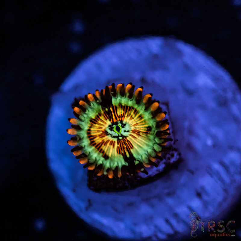 TRSC Aquatics