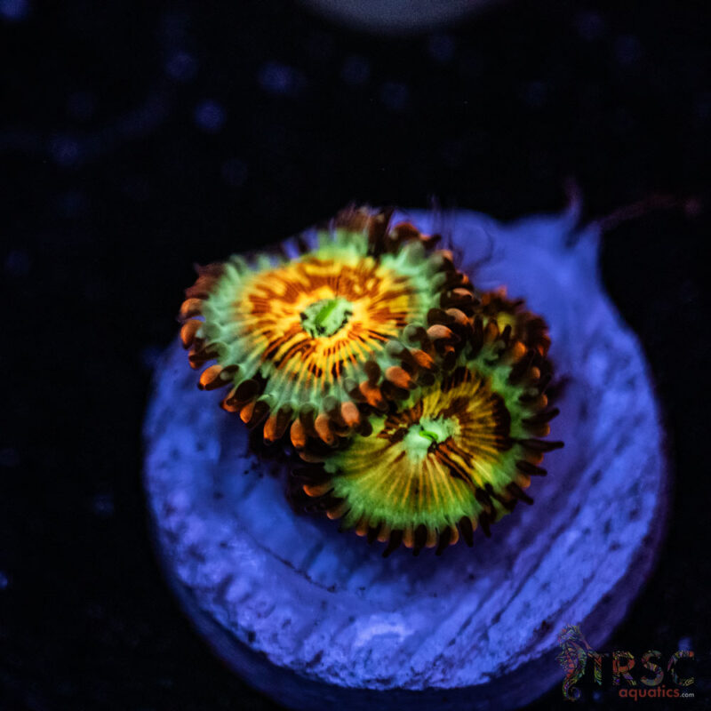 TRSC Aquatics