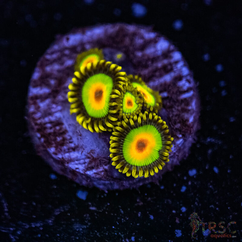 TRSC Aquatics