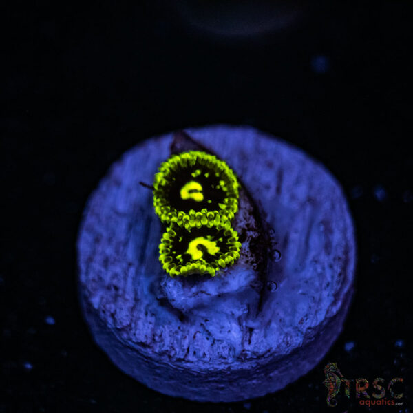 Exosphere ZOA A05