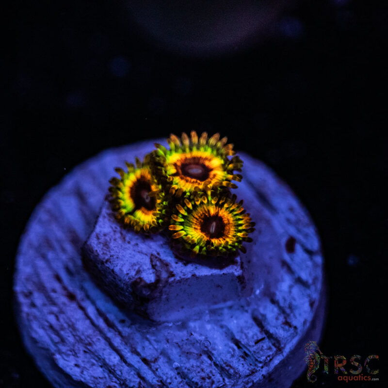 TRSC Aquatics
