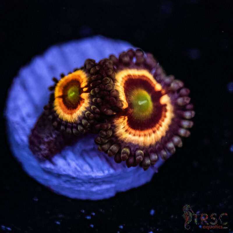 TRSC Aquatics