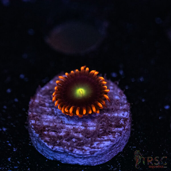 WWC Mandarin Monster ZOA A10