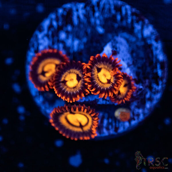 Orange Oxide ZOA B01