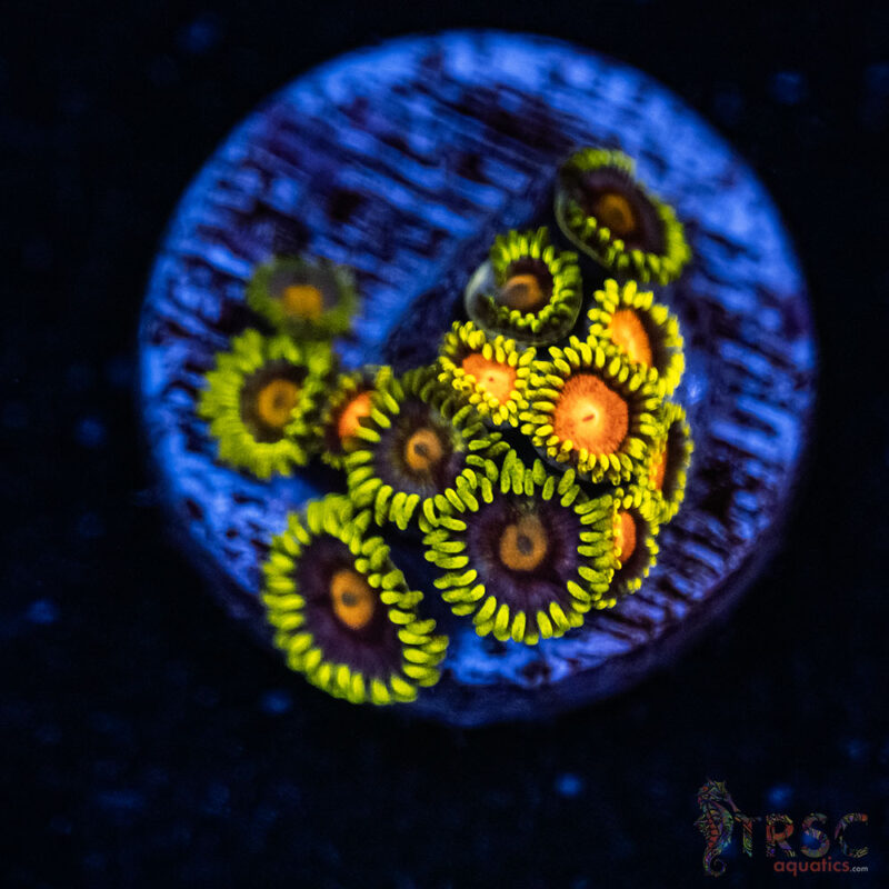 TRSC Aquatics