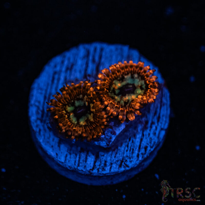 TRSC Aquatics
