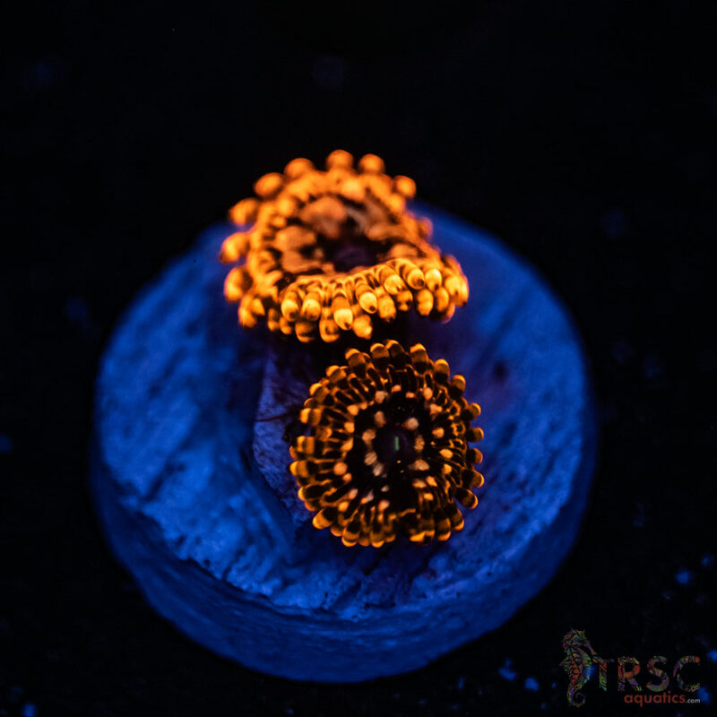 TRSC Aquatics