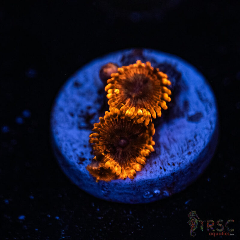 TRSC Aquatics