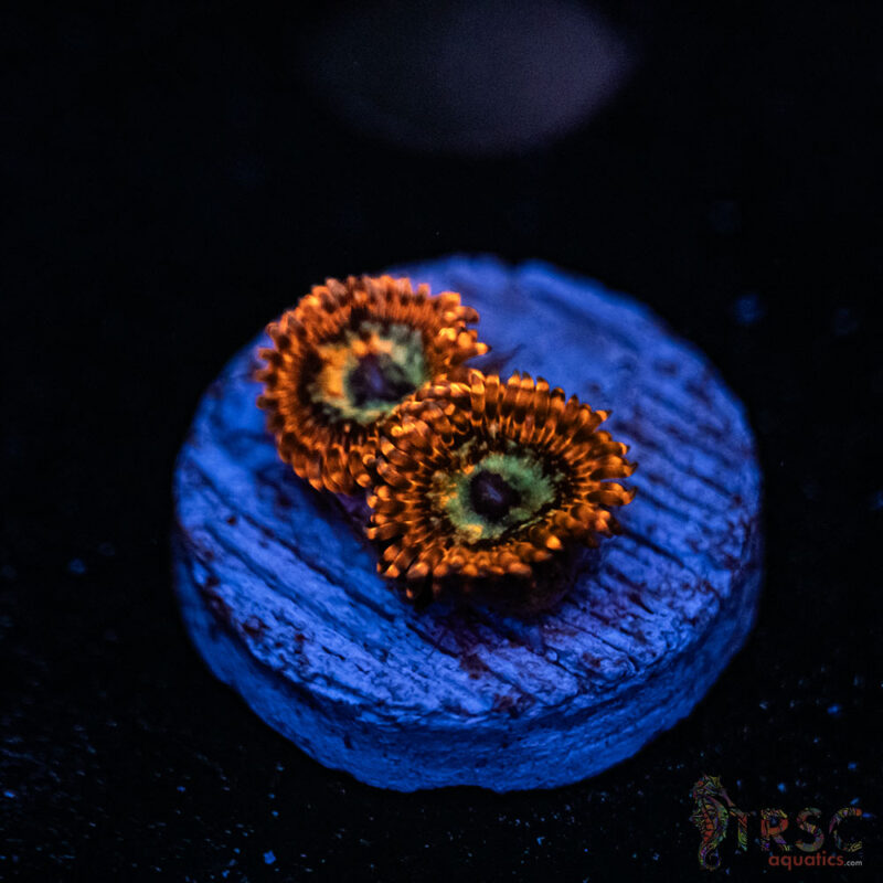 TRSC Aquatics