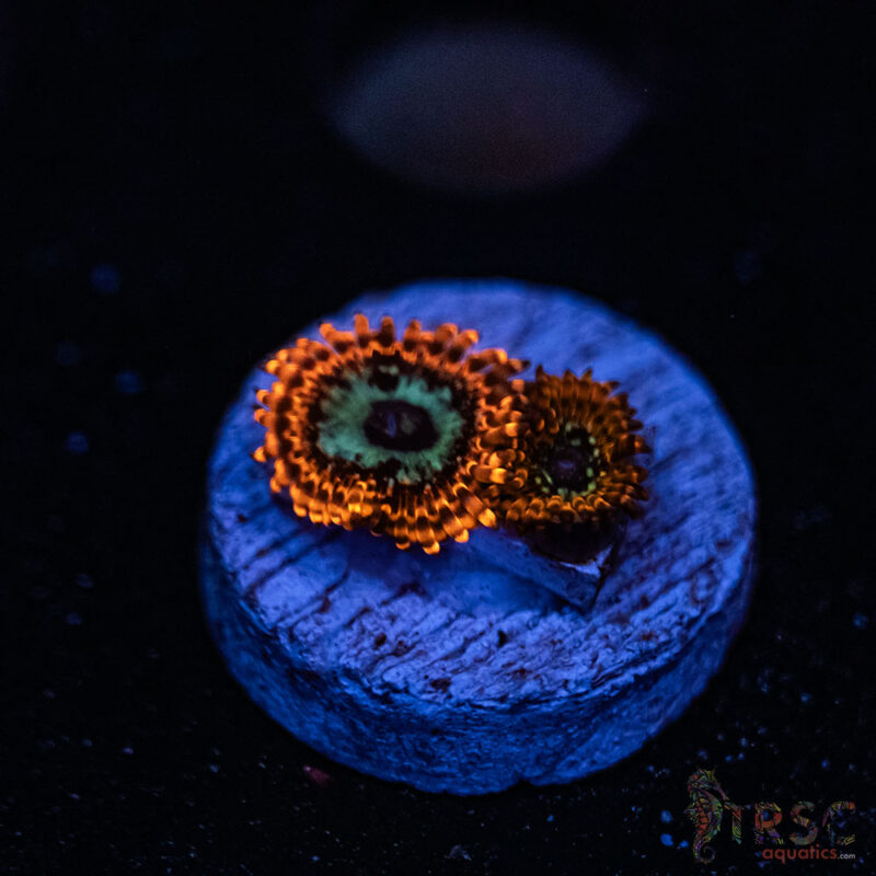 TRSC Aquatics