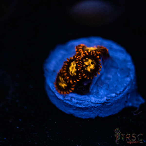 Firestorm ZOA B08
