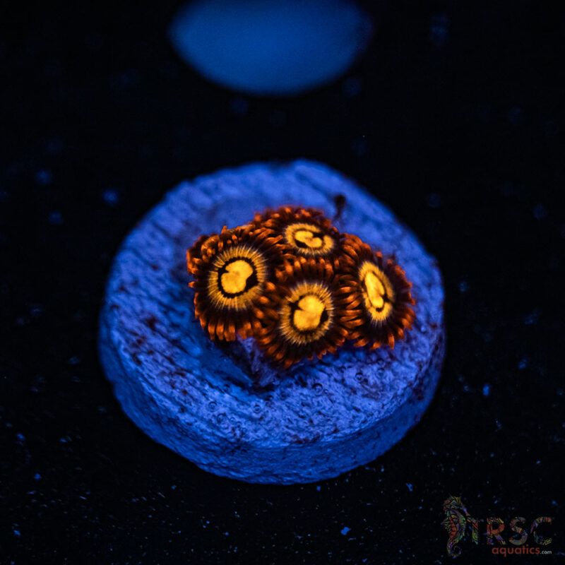 TRSC Aquatics
