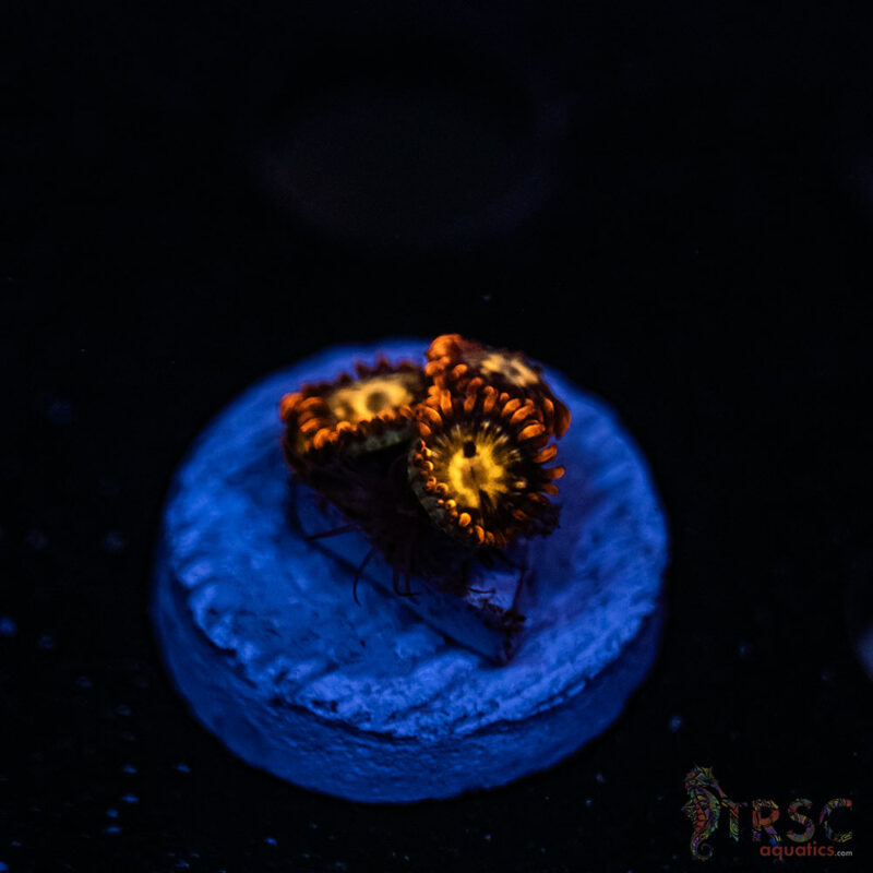 TRSC Aquatics