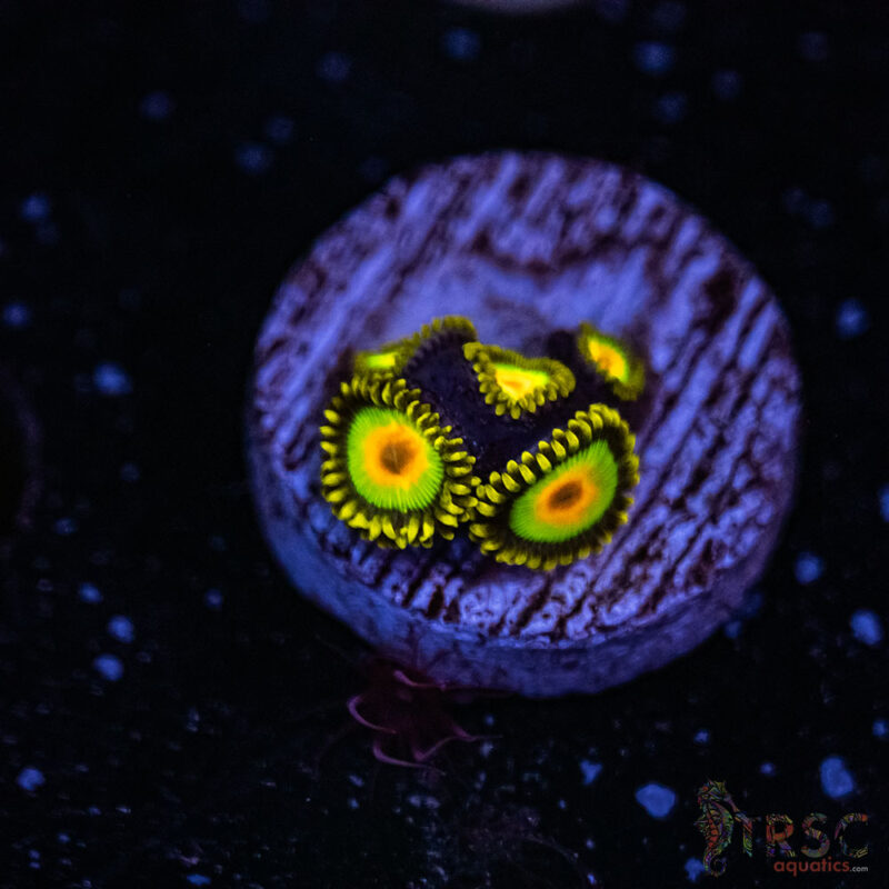 TRSC Aquatics