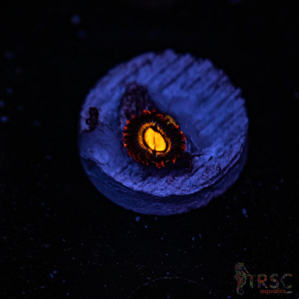 Firestorm ZOA C06