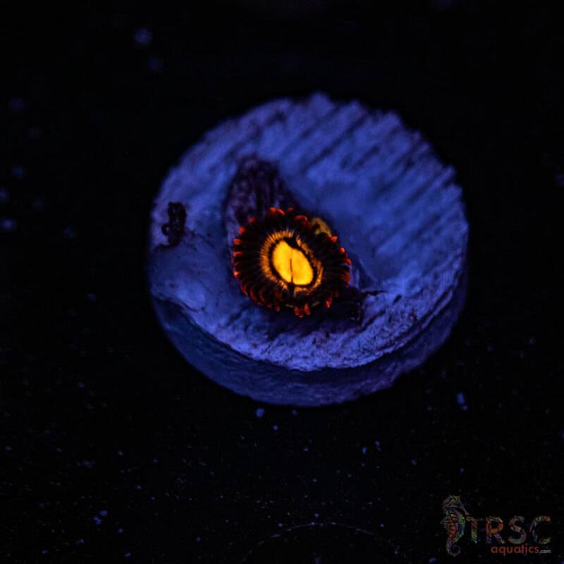 TRSC Aquatics