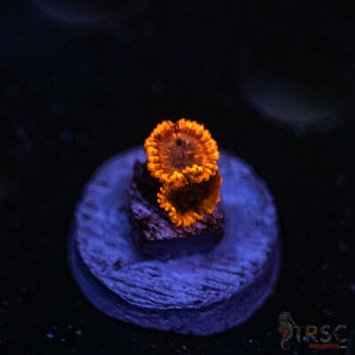 Lava Slide ZOA C07