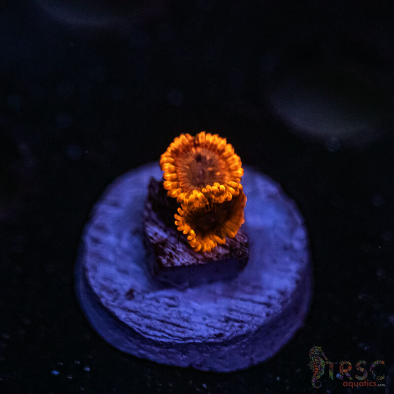 TRSC Aquatics