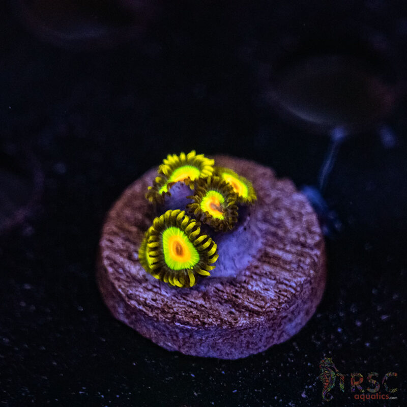 TRSC Aquatics