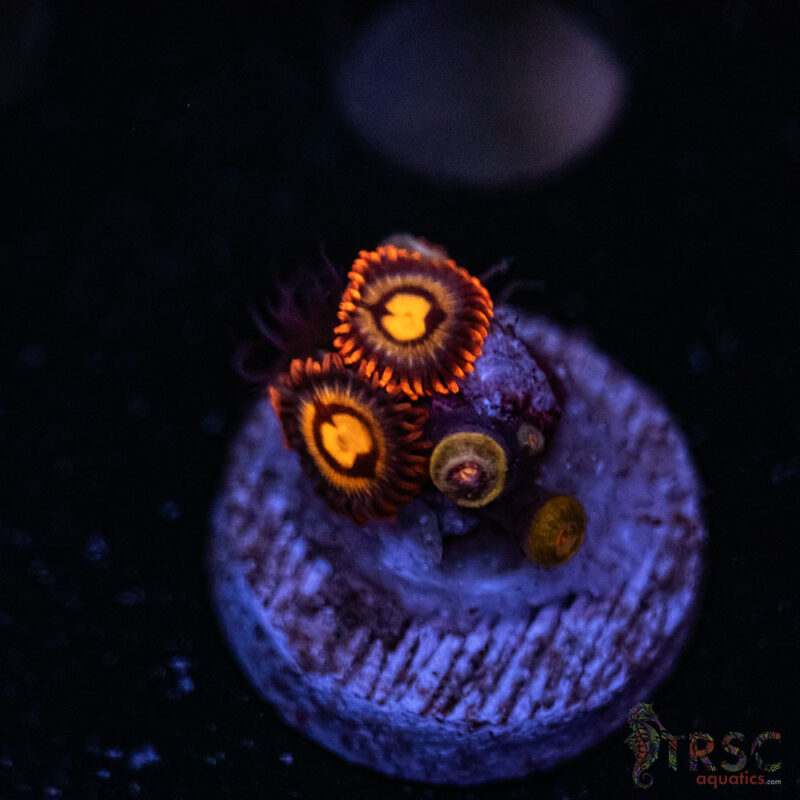 TRSC Aquatics