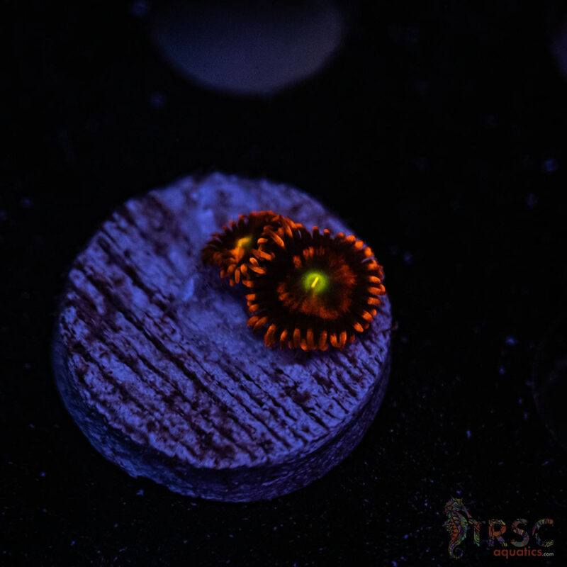 TRSC Aquatics
