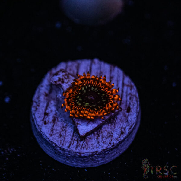 Utter Chaos ZOA D07