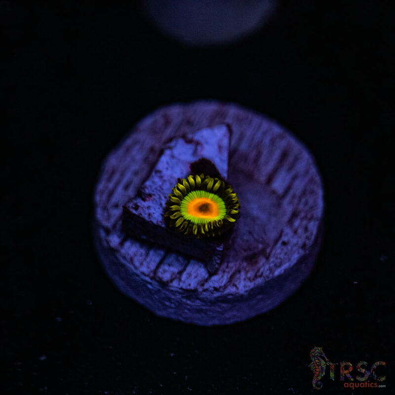 TRSC Aquatics