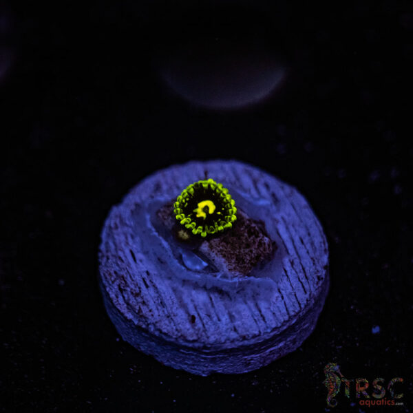 Exosphere ZOA D09