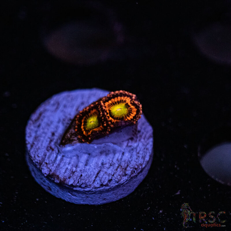 TRSC Aquatics