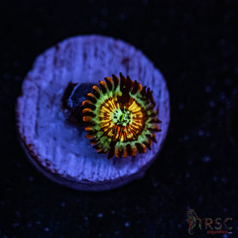 TRSC Aquatics