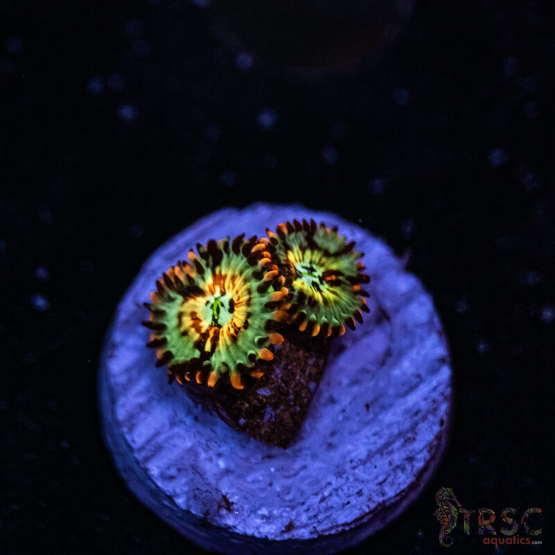 TRSC Aquatics