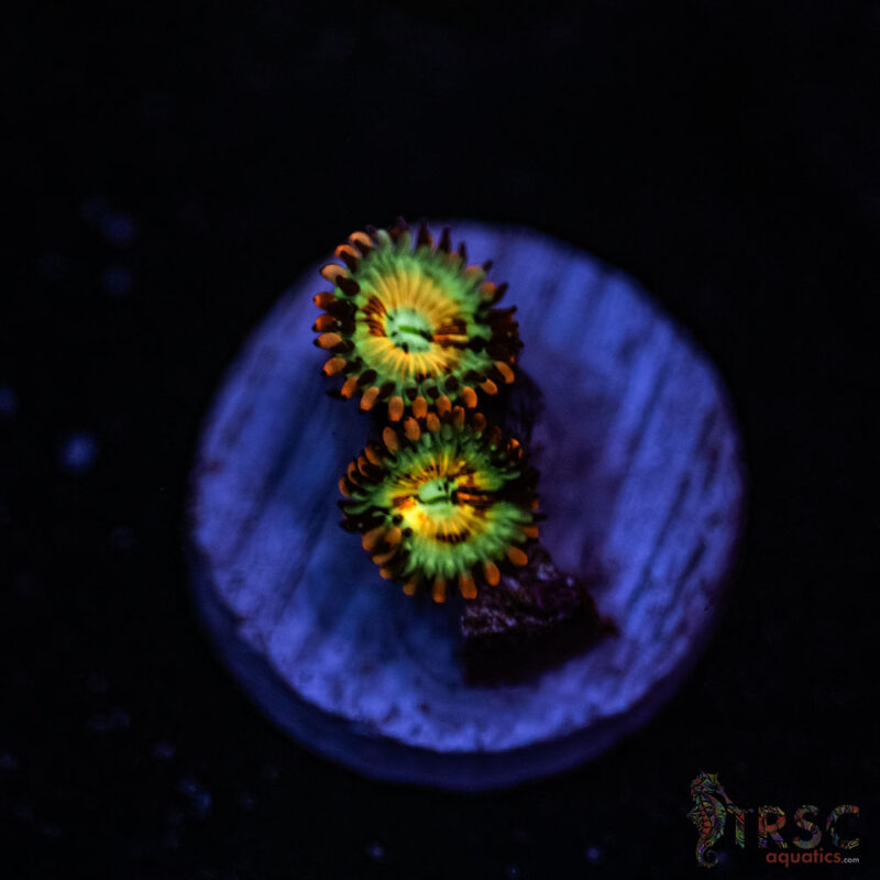 TRSC Aquatics