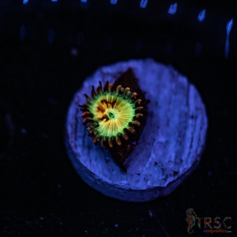 TRSC Aquatics
