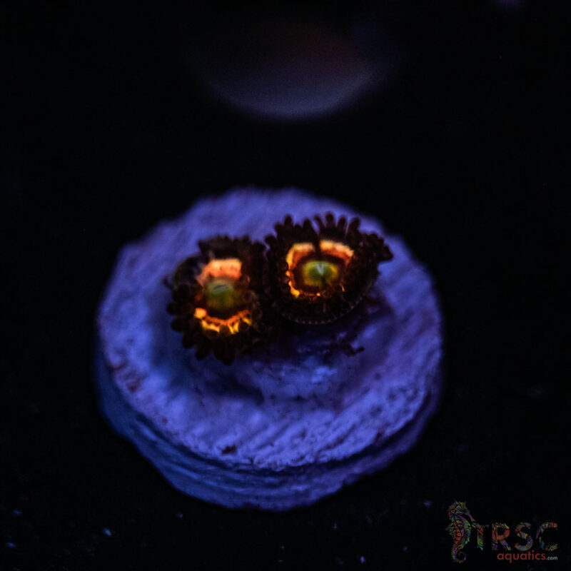 TRSC Aquatics