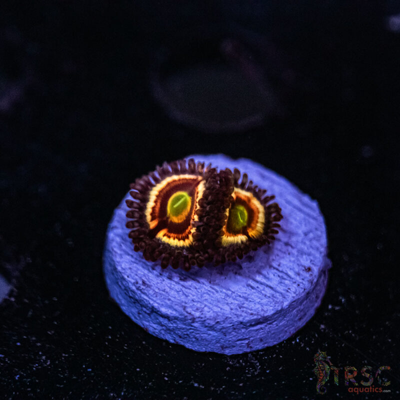 TRSC Aquatics