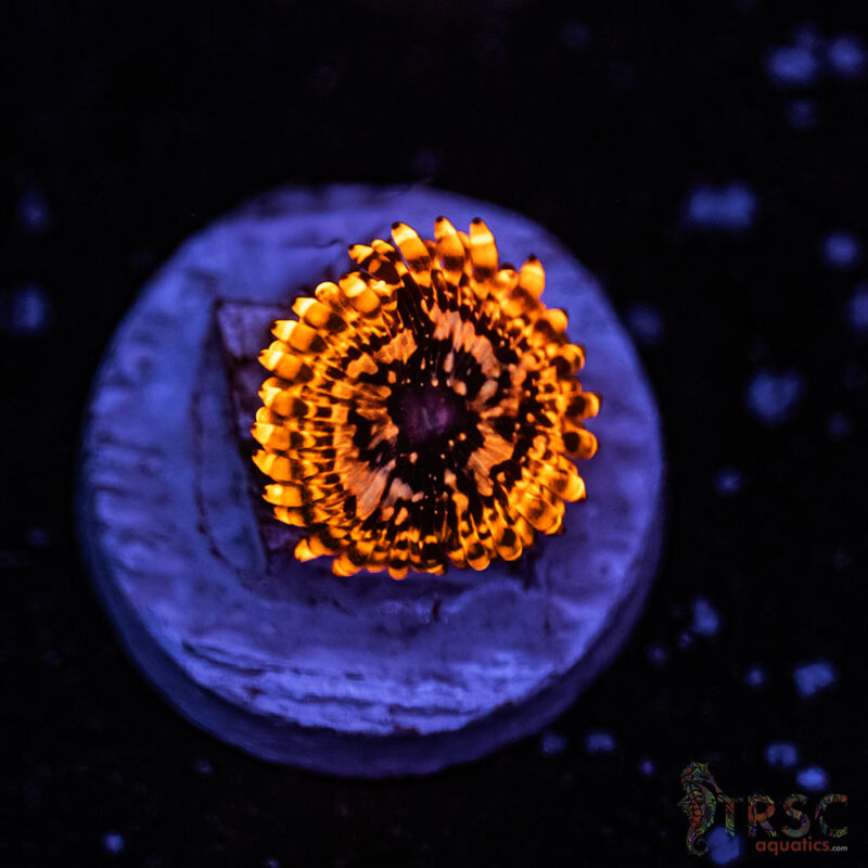 TRSC Aquatics