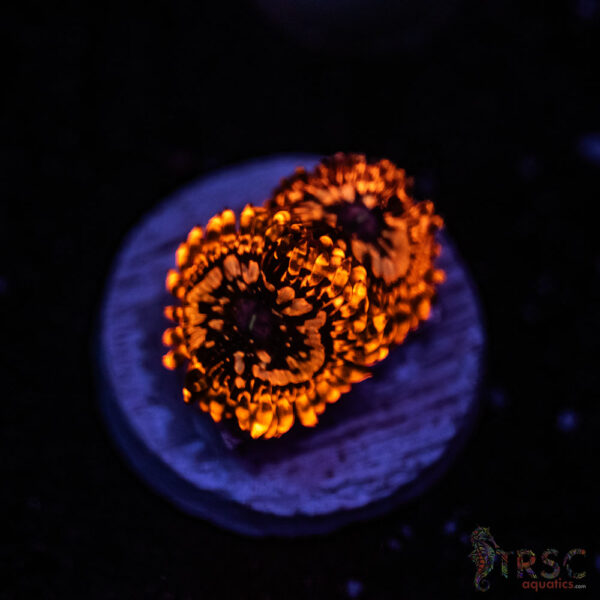 Utter Chaos ZOA F04