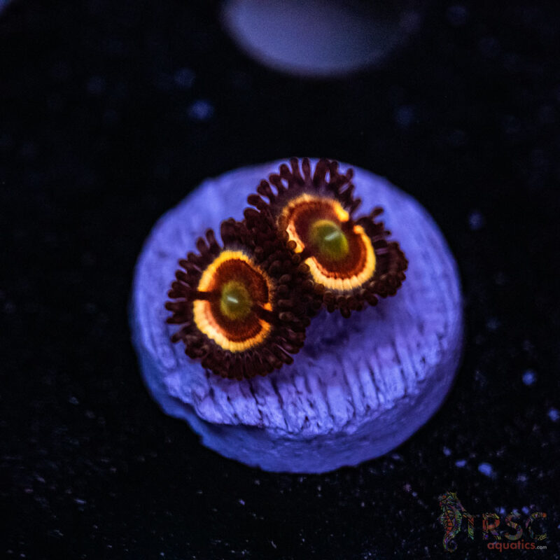 TRSC Aquatics